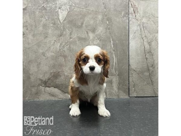 Cavalier King Charles Spaniel Dog Female Blenheim 31222 Petland Frisco, Texas