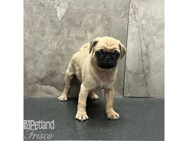 Pug Dog Male Fawn 31221 Petland Frisco, Texas