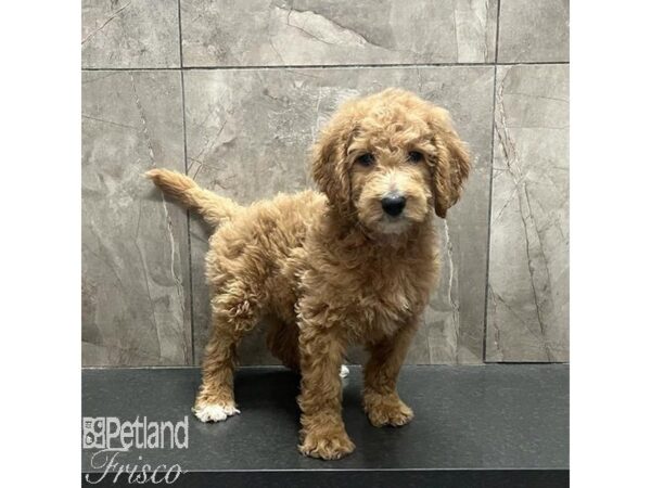 Goldendoodle 2nd Gen-Dog-Male-Apricot-31219-Petland Frisco & Mckinney, Texas
