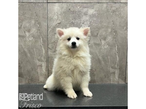 [#31218] White Female American Eskimo Puppies For Sale