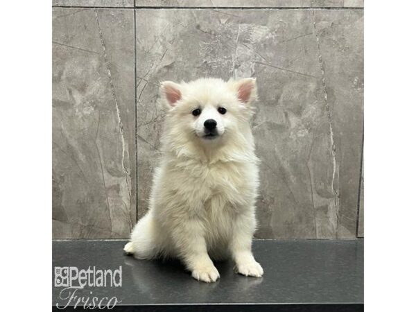 American Eskimo Dog Female White 31218 Petland Frisco, Texas