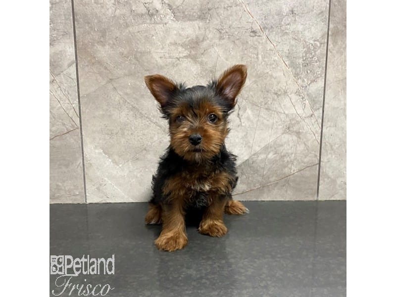 [#31217] Black and Tan Female Yorkshire Terrier Puppies For Sale #2