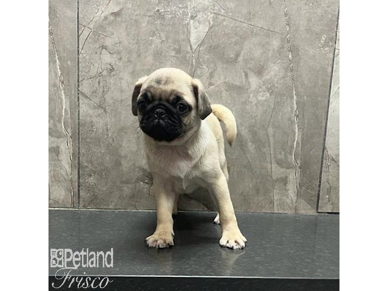 [#31216] Fawn Female Pug Puppies For Sale