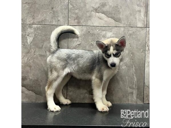 Siberian Husky-Dog-Male-Sable and White-31215-Petland Frisco & Mckinney, Texas