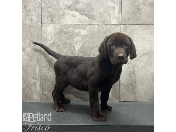 Labrador Retriever-Dog-Male-Chocolate-31214-Petland Frisco, Texas