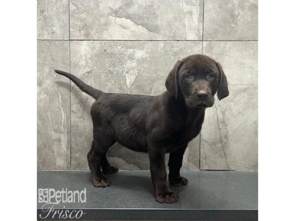 Labrador Retriever Dog Male Chocolate 31214 Petland Frisco, Texas