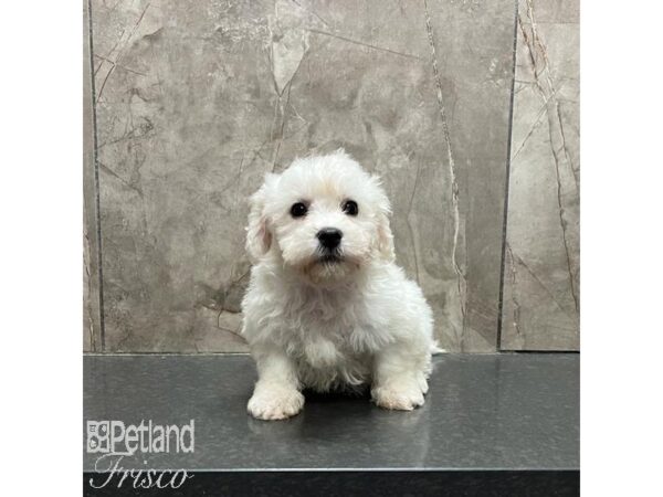 Bichon Frise Dog Male White 31273 Petland Frisco, Texas