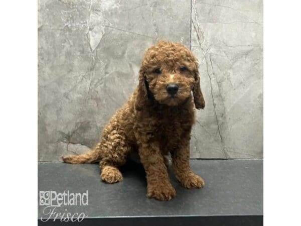 [#31271] Red Male Goldendoodle Mini 2nd Gen Puppies For Sale