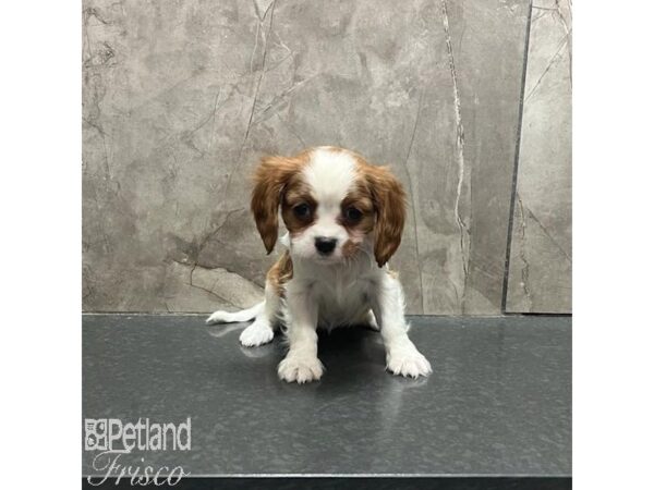 Cavalier King Charles Spaniel-Dog-Female-Blenheim-31267-Petland Frisco & Mckinney, Texas