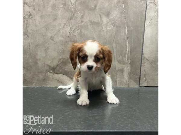 Cavalier King Charles Spaniel-Dog-Female-Blenheim-31267-Petland Frisco, Texas