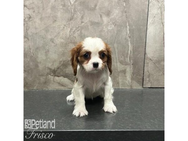 Cavalier King Charles Spaniel-Dog-Female-Blenheim-31269-Petland Frisco & Mckinney, Texas