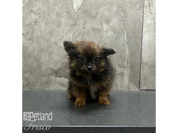 [#31270] Red Sable Male Pomeranian Puppies For Sale