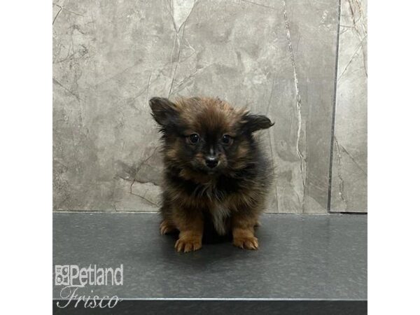 Pomeranian Dog Male Red Sable 31270 Petland Frisco, Texas