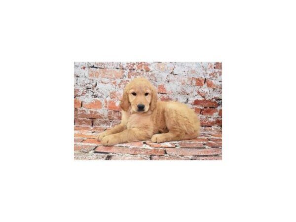 Golden Retriever Dog Female Golden 31295 Petland Frisco, Texas