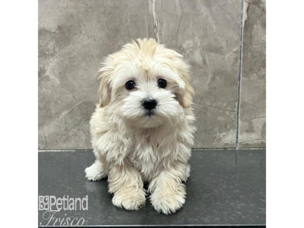 Coton De Tulear Dog Female Cream 31278 Petland Frisco, Texas