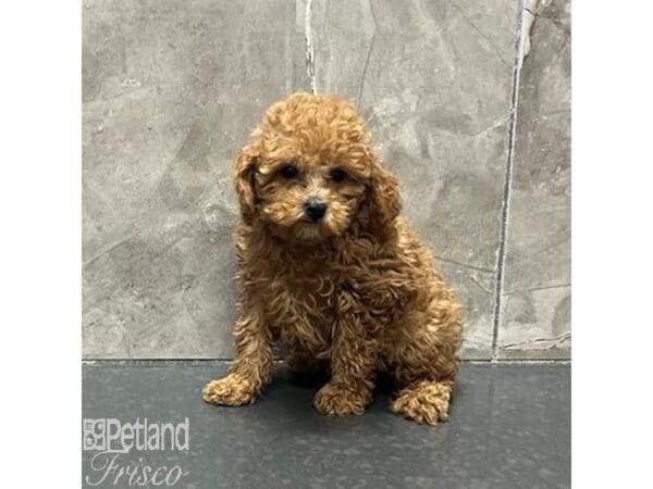 [#31285] Red Female Miniature Poodle Puppies For Sale
