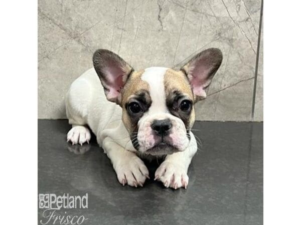 [#31290] White / Sable Male French Bulldog Puppies For Sale
