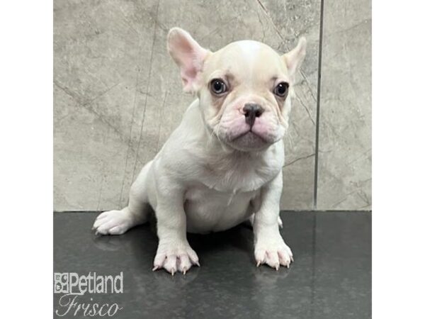 French Bulldog-Dog-Male-Cream-31291-Petland Frisco & Mckinney, Texas