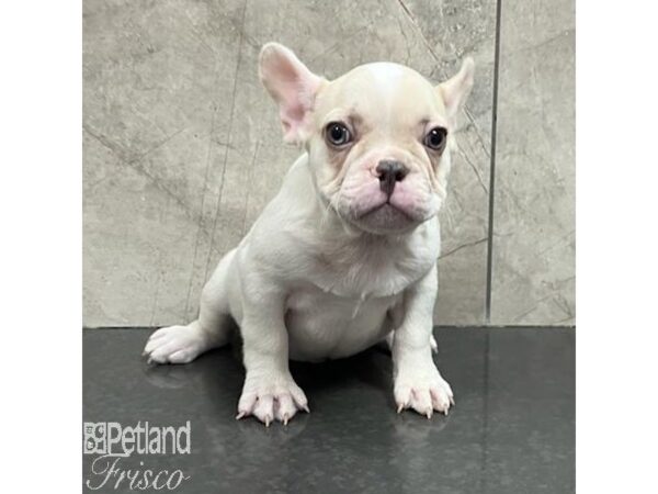 French Bulldog Dog Male Cream 31291 Petland Frisco, Texas