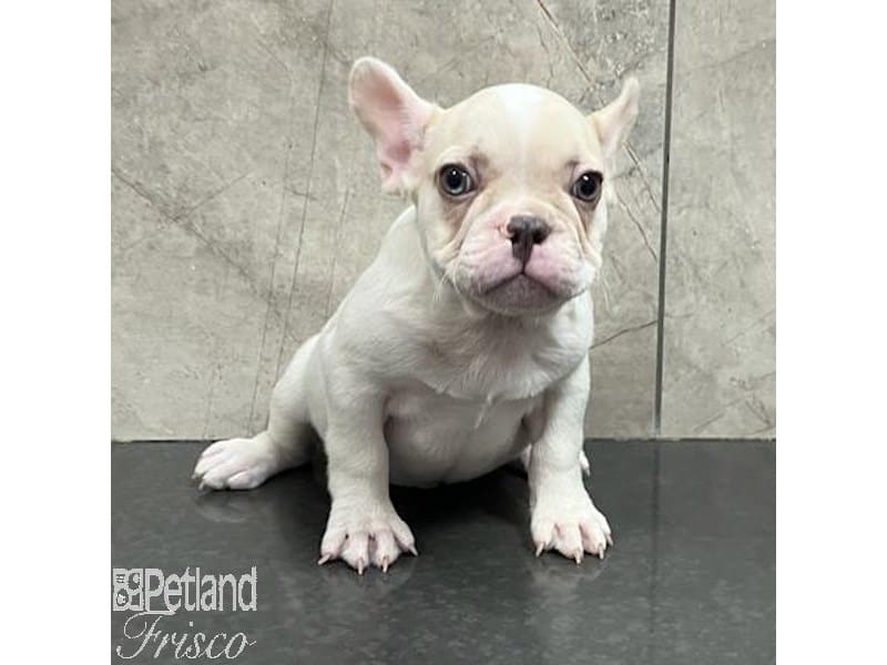 French Bulldog-Dog-Male-Cream-3978108-Petland Frisco, Texas