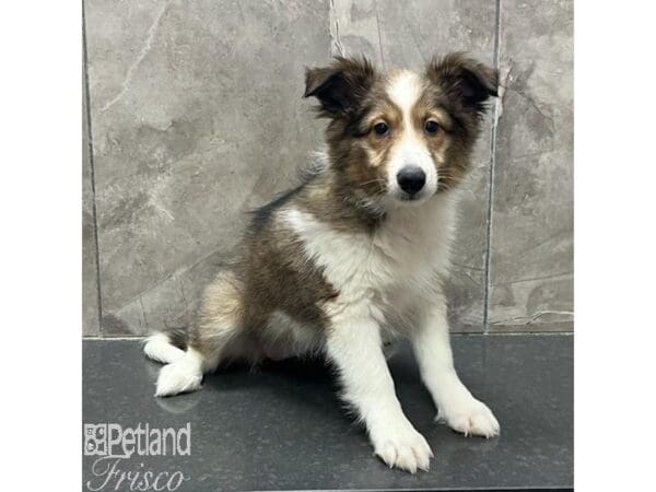 [#31293] Sable and White Female Shetland Sheepdog Puppies For Sale