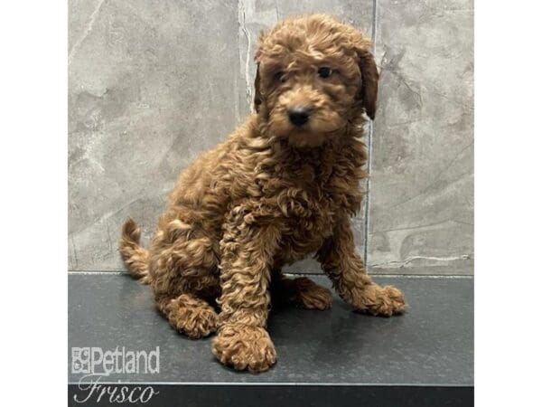 [#31303] Red Female Mini Goldendoodle Puppies For Sale