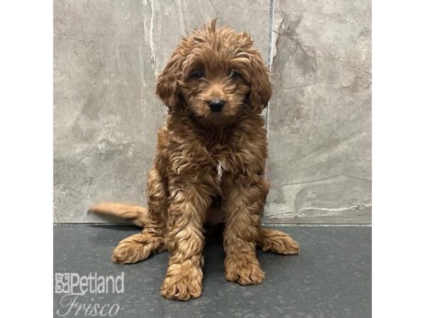 Mini Goldendoodle Dog Female Red 31304 Petland Frisco, Texas