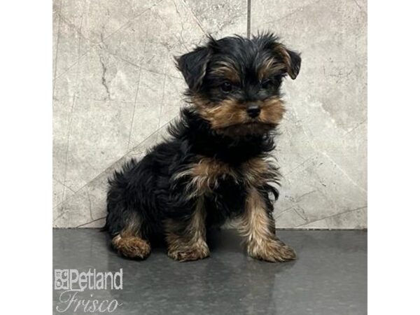 Yorkshire Terrier Dog Male Black / Tan 31308 Petland Frisco, Texas