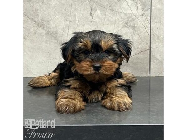 Yorkshire Terrier Dog Female Black / Tan 31309 Petland Frisco, Texas