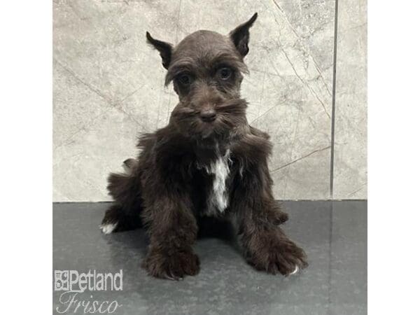 Miniature Schnauzer-Dog-Female-Chocolate-31310-Petland Frisco, Texas
