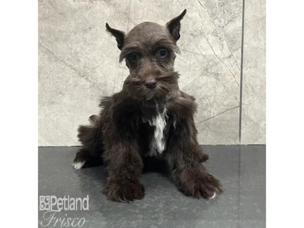 Miniature Schnauzer Dog Female Chocolate 31310 Petland Frisco, Texas