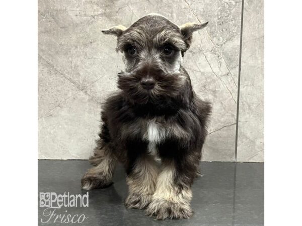 Miniature Schnauzer-Dog-Male-Chocolate-31311-Petland Frisco, Texas