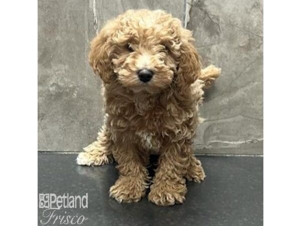 [#31319] Cream Male Goldendoodle Mini 2nd Gen Puppies For Sale