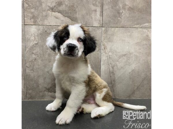 Saint Bernard-Dog-Male-Sable / White-31305-Petland Frisco & Mckinney, Texas