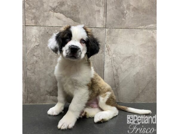 Saint Bernard Dog Male Sable / White 31305 Petland Frisco, Texas