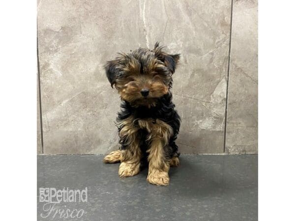 [#31274] Black / Tan Female Yorkshire Terrier Puppies For Sale