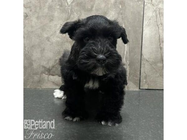 [#31184] Black Male Miniature Schnauzer Puppies For Sale