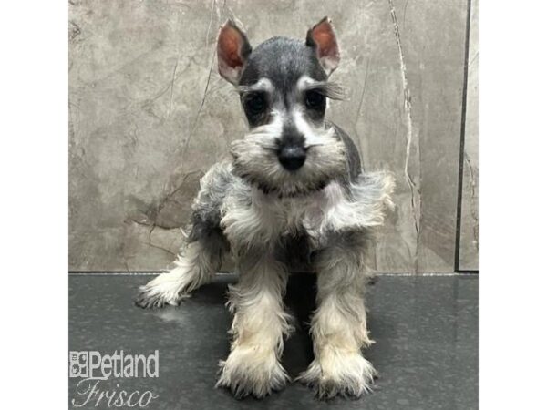 Miniature Schnauzer Dog Female Salt / Pepper 31196 Petland Frisco, Texas