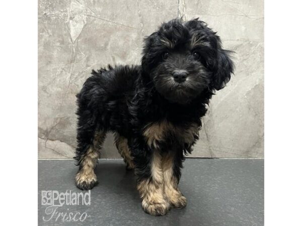 Aussie-Poo-Dog-Female-Black and Tan-31207-Petland Frisco & Mckinney, Texas