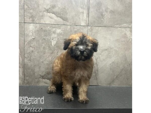 Soft Coated Wheaten Terrier Dog Male Wheaten 31264 Petland Frisco, Texas