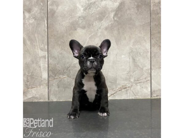 French Bulldog-Dog-Male-Black-31263-Petland Frisco & Mckinney, Texas