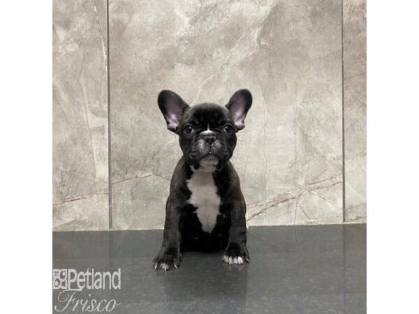 French Bulldog Dog Male Black 31263 Petland Frisco, Texas