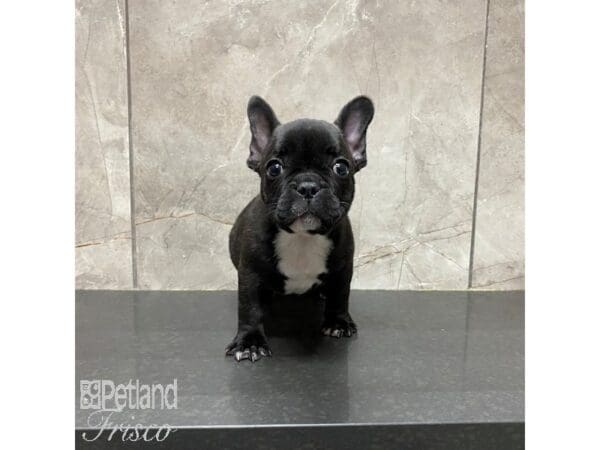 French Bulldog-Dog-Male-Black-31262-Petland Frisco, Texas