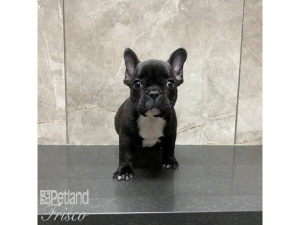 French Bulldog Dog Male Black 31262 Petland Frisco, Texas