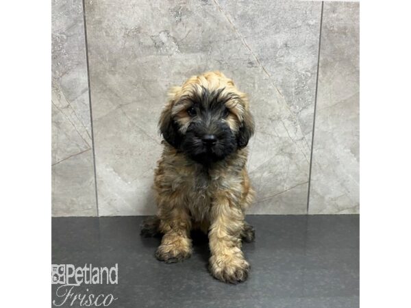 Mini Whoodle-Dog-Male-Wheaten-31260-Petland Frisco & Mckinney, Texas