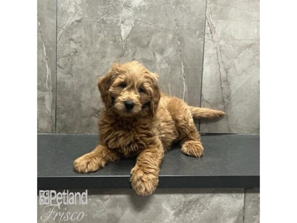 Miniature Goldendoodle Dog Male Apricot 31256 Petland Frisco, Texas