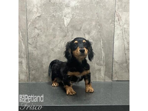 Miniature Dachshund Dog Male Black / Tan 31252 Petland Frisco, Texas