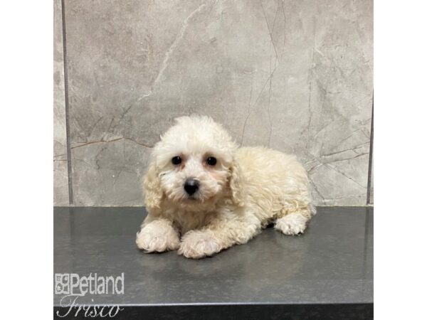 Miniature Poodle Dog Female Cream 31249 Petland Frisco, Texas