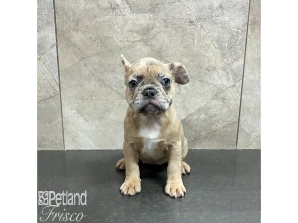 French Bulldog-Dog-Female-Cream-31248-Petland Frisco, Texas