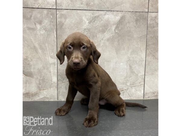 Labrador Retriever-Dog-Female-Chocolate-31244-Petland Frisco & Mckinney, Texas